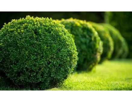 Методи боротьби із самшитовою вогнівкою