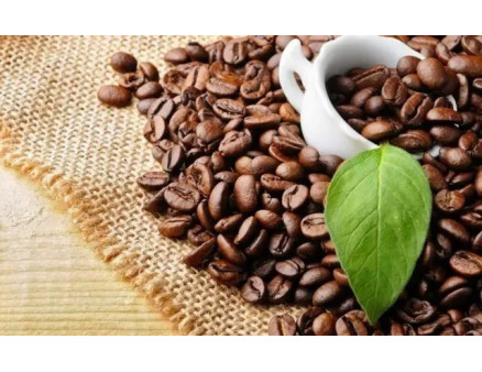 Як виростити кавове дерево в домашніх умовах?