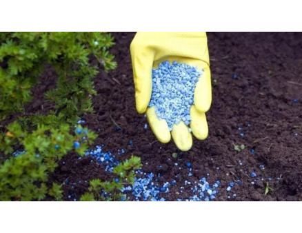 Осенняя подкормка хвойных растений. Что можно использовать? Осенняя подкормка хвойных растений. Что можно использовать?