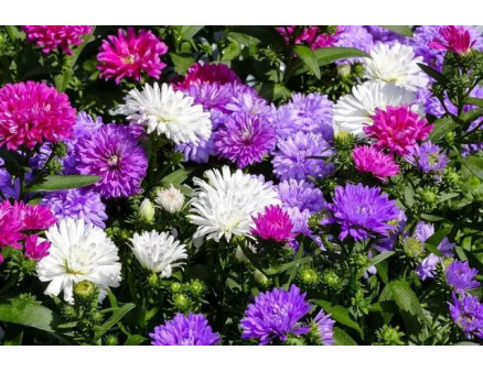 Найпопулярніші види осінніх квітів-багаторічників