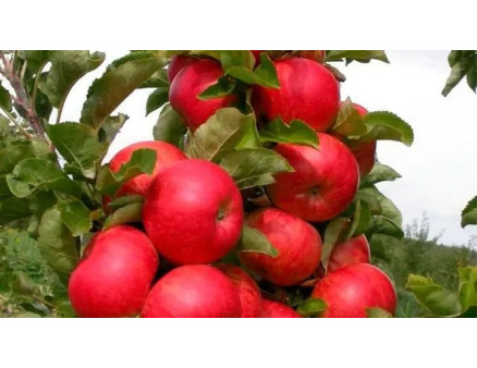 Колоновидна яблуня: особливості вирощування