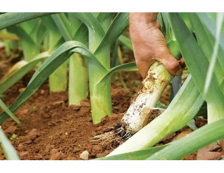 Как правильно хранить лук-порей?