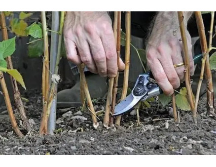 Нюанси осіннього підживлення малини