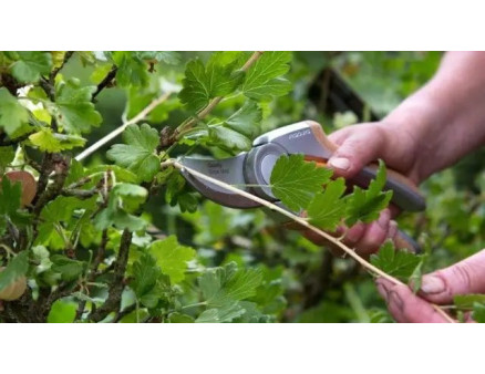 Як обрізати агрус восени?