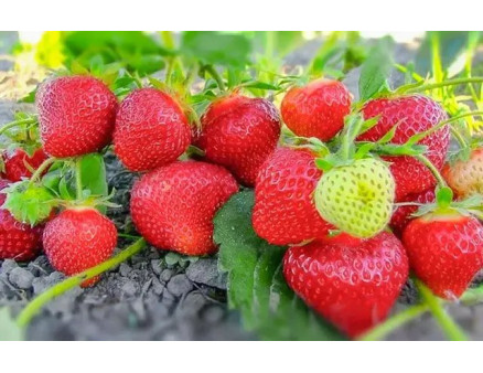 Готуємо полуницю до зими