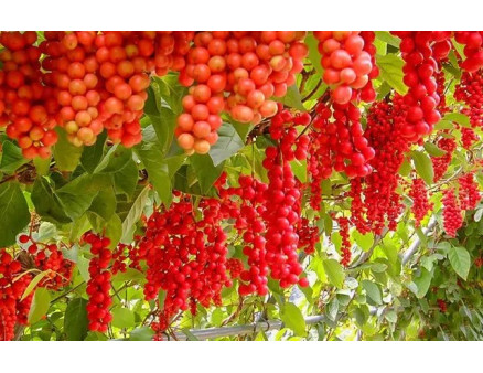 Вирощування лимонника китайського: посадка та догляд