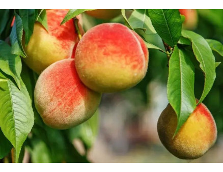 Як утеплити персик на зиму? Підготовка до холодів