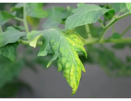 Борна кислота у якості добрива для рослин