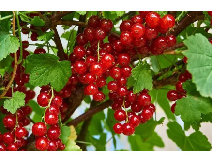 Осіннє підживлення смородини. Що та коли можна використати?