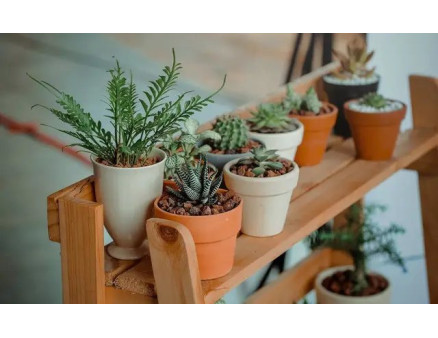 Місячний календар садівника та городника на грудень 2023 року