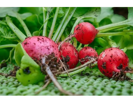 Вирощування редиски на підвіконні взимку. Що для цього потрібно?