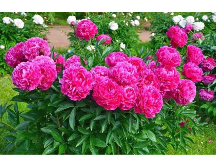 Процедура посадки и деления пионов осенью