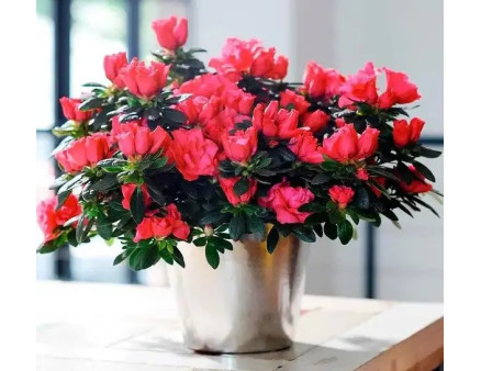 Топ-6 найбільш примхливих кімнатних рослин