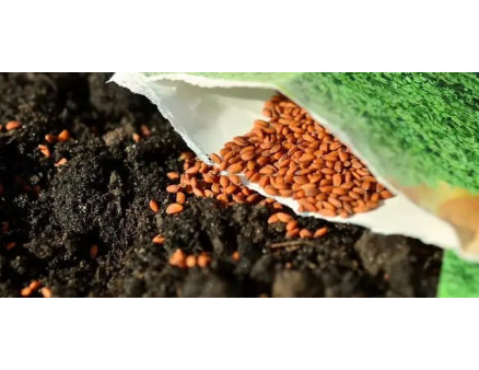 12 корисних порад для тих, хто хоче виростити здорову розсаду