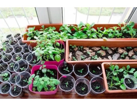 Місячний календар садівника та городника на січень 2024 року