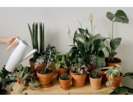 Місячний календар городника і садівника на січень 2025 року