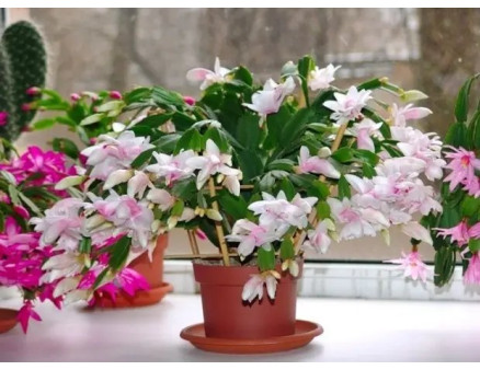 Не цвіте різдвяник. У чому може бути причина?