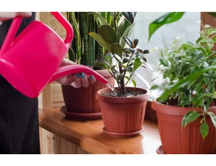 Сохнут кончики листьев у комнатных растений: в чем причина и как ее предотвратить? Сохнут кончики листьев у комнатных растений: в чем причина и как ее предотвратить?