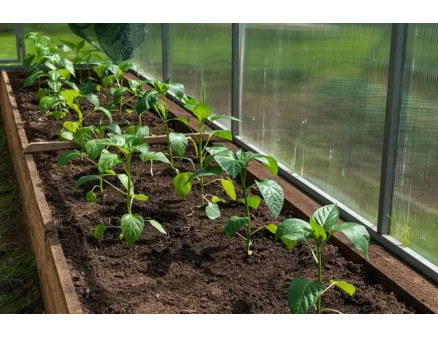 Ідеальний ґрунт для розсади: яким він повинен бути?