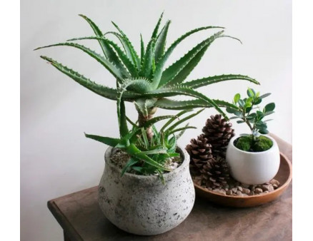 Топ-7 кімнатних рослин, які не потребують частого поливу