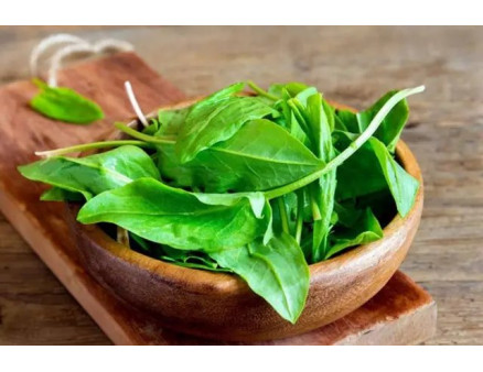 Особливості вирощування щавлю на ділянці