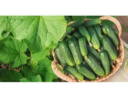 Який грунт найкращий для вирощування розсади огірків?