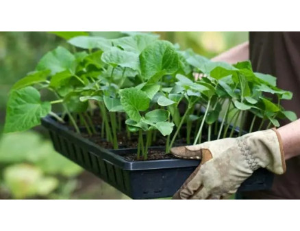 Особливості поливу розсади, що потрібно врахувати?