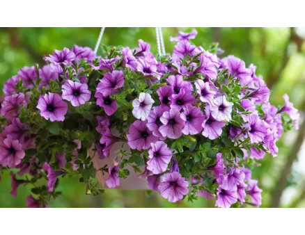 Топ-10 найкращих підвісних рослин для балкону та саду