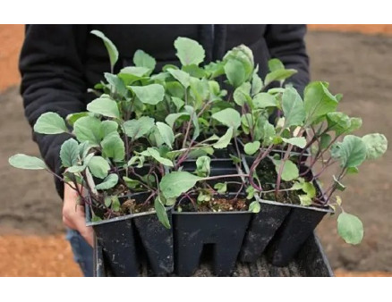 Секрети успішного вирощування розсади капусти в домашніх умовах