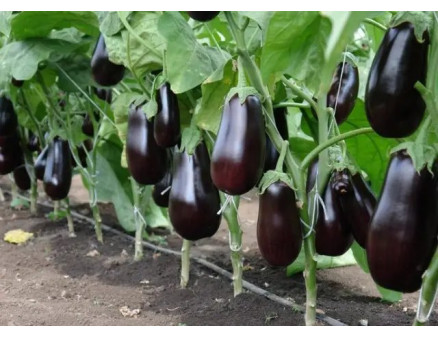 Вирощування розсади баклажанів у торфʼяних таблетках і касетах