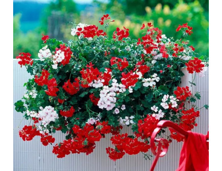 Вирощування пеларгонії в домашніх умовах