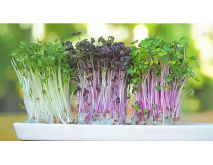 Місячний календар городника і садівника на квітень 2024 року