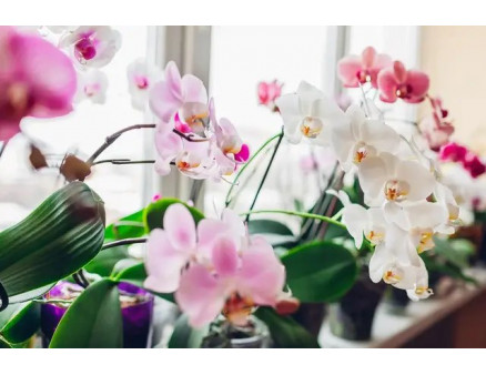 6 ефективних способів змусити зацвісти вашу орхідею