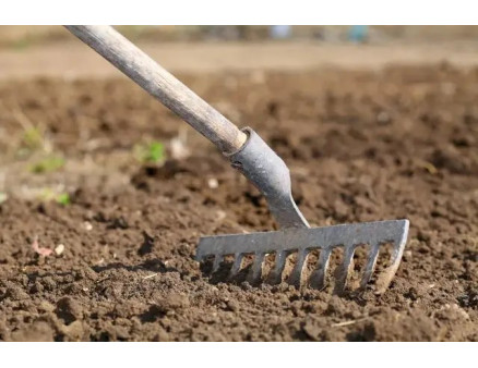 Посадка лука весной