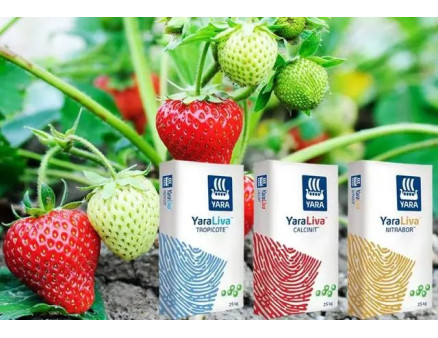 Програма живлення полуниці із добривом Yara. Які та коли добрива вносити?