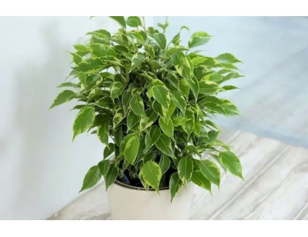 Осипається листя у фікуса. Що робити?