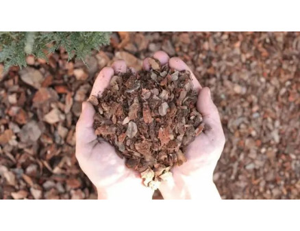 Соснова кора та її застосування у господарстві