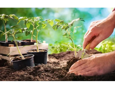 Місячний календар садівника та городника на травень 2024 року