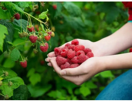 Як виростити малинове дерево?