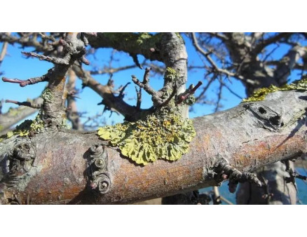 Ефективні методи боротьби з лишайниками на деревах