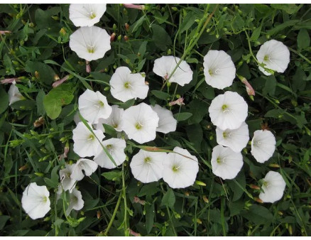 Сорняк "березка" на огороде: как от него избавиться?