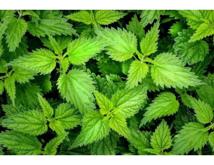 Добриво із кропиви: як його приготувати?