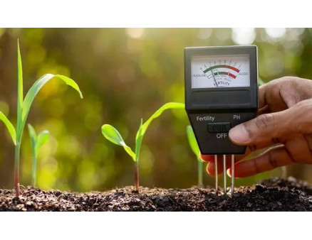 Ділянка із лужним грунтом. Що на ній краще посадити?