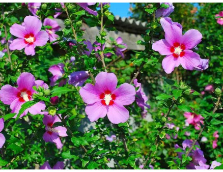 Посадка та догляд за гібіскусом