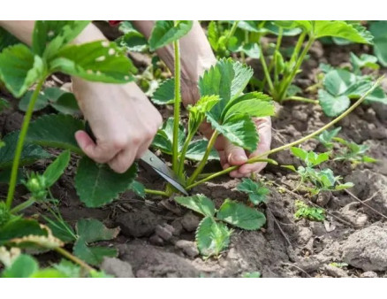 Місячний календар городника та садівника на червень 2024 року