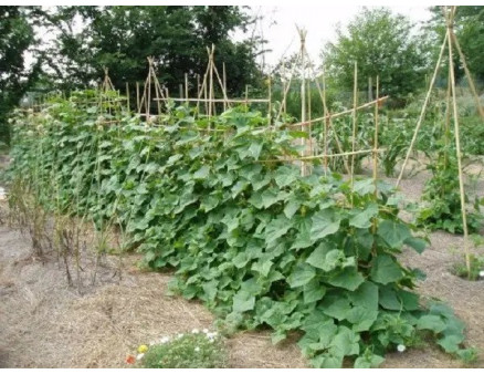 9 помилок, які роблять під час вирощування огірків