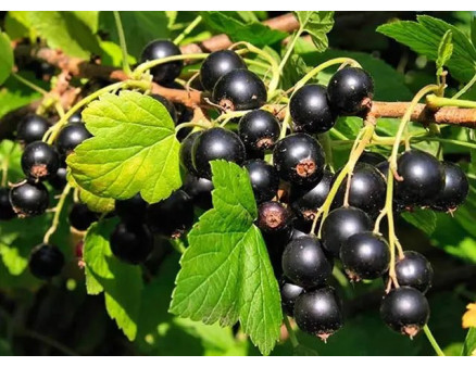 Великі та смачні ягоди смородини. Як цього досягти?