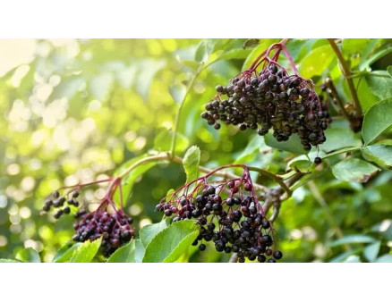 Вирощування бузини у саду: нюанси та особливості