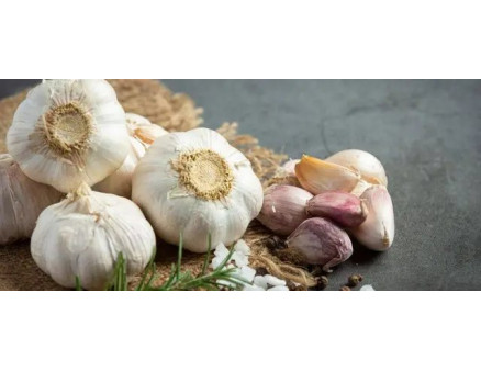 Гниє часник на городі. Що робити?