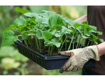 Що робити з грунтом, у якому вирощувалась розсада?